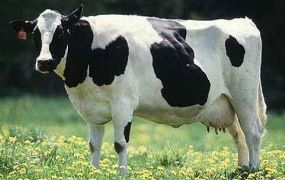 Koeien geven minder melk door laagvliegende helikopters...