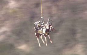 Spectaculaire redding van paard en ruiter in Zuid California (US)